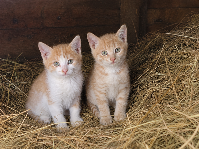 Katzen (w), 4 Monate alt