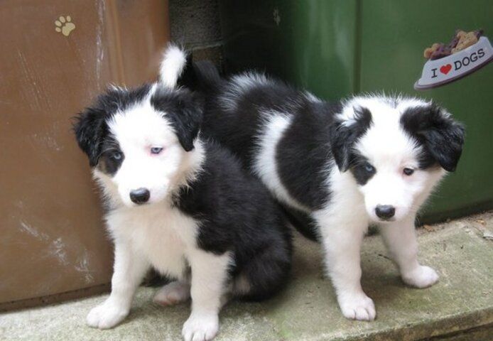 Wunderschöne Border-Collie-Welpen