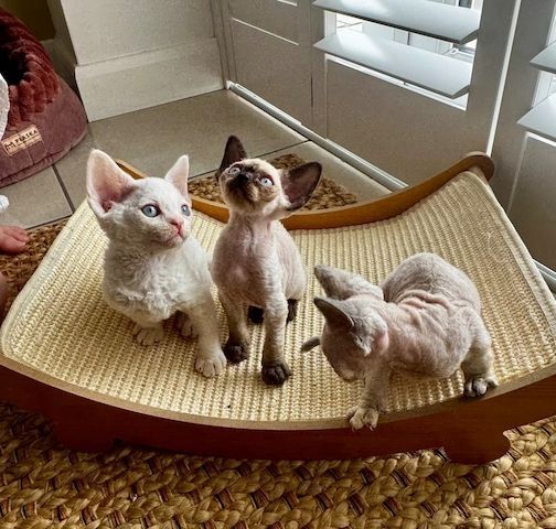 Devonshire-Katzen