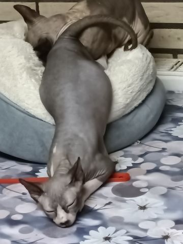 Charlotte sucht ein liebevolles neues Zuhause