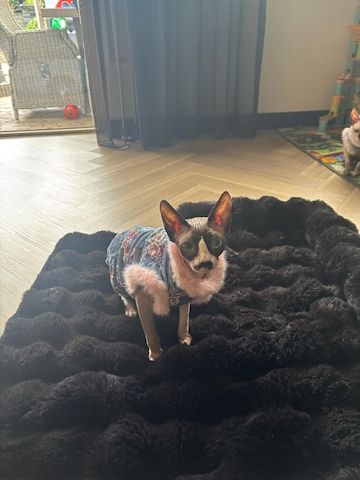 Charlotte sucht ein liebevolles neues Zuhause