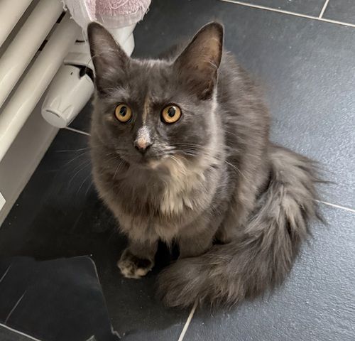 nur noch diese Maine Coon Torti Mädchen