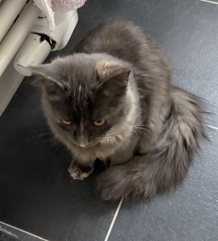 nur noch diese Maine Coon Torti Mädchen