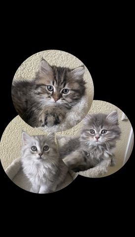 3 Fellnasen