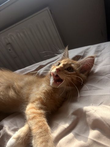 Maine Coon Kater