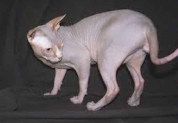 Wunderschöne Sphynx-Kätzchen