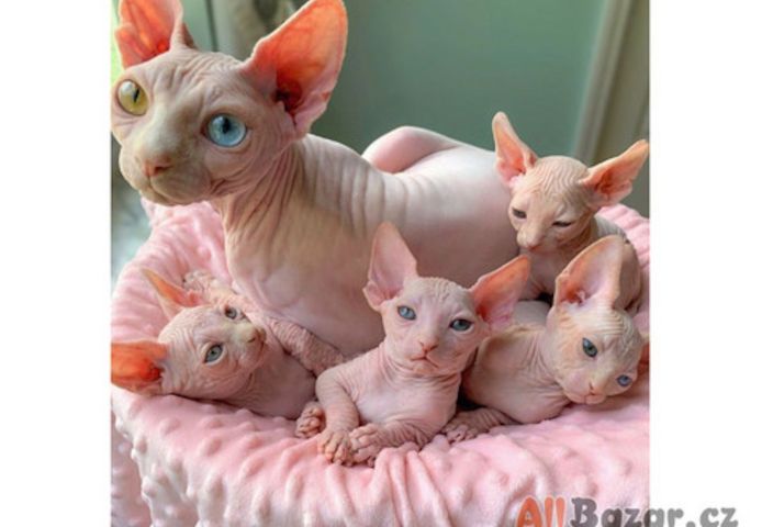 Sphynx-Kätzchen zur Adoption