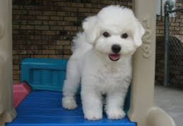 Malteser-Bichon-Welpen. WhatsApp: +44 7469 456352