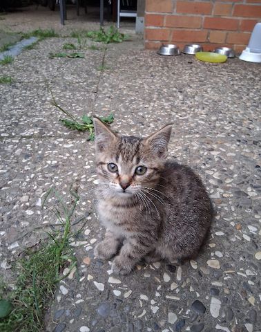Kätzchen am 25.05.2026 geboren