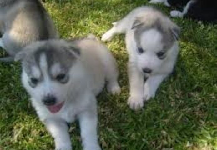 Siberian-Husky-Welpen