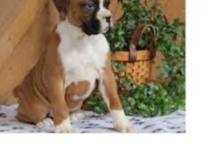 Süße Boxer-Welpen