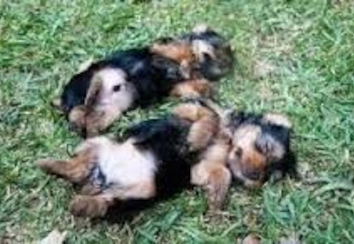 Yorkie-Welpen aus liebevoller Aufzucht suchen ein neues Zuhause