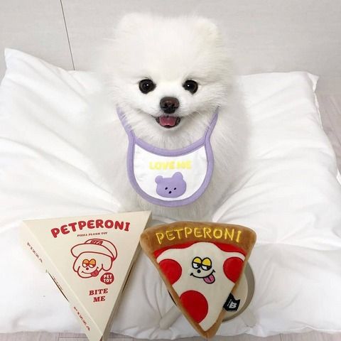 Pomeranian Welpen