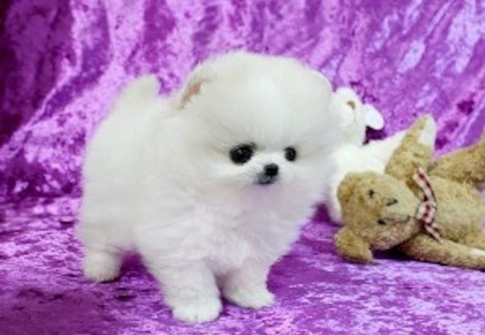 Pomeranian-Welpen abzugeben