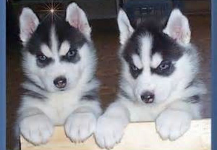 Siberian-Husky-Welpen mit blauen Augen – abgabebereit