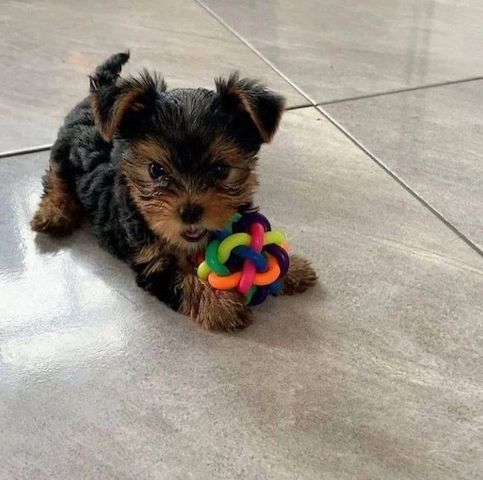 Yorkie-Welpen. WhatsApp: +44 7469 456352