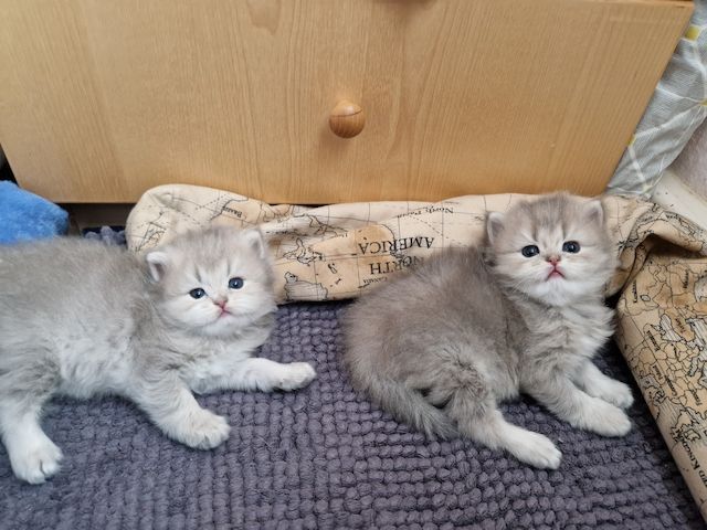 BHK Kitten männlich &weiblich