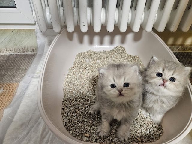 BHK Kitten männlich &weiblich