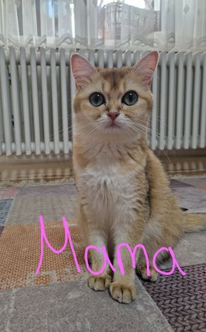 BHK Kitten männlich &weiblich