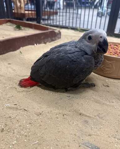 Handaufzucht: Graupapagei