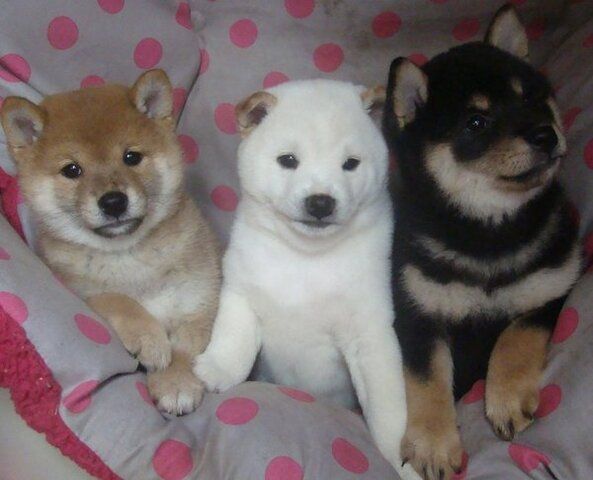 Bezaubernde Shiba-Inu-Welpen
