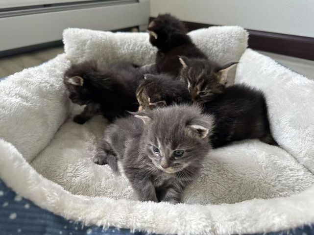 Maine-Coon-Kätzchen zu verkaufen