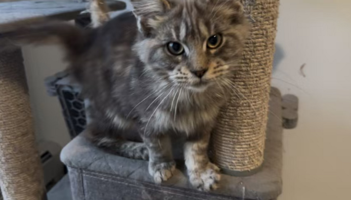 Maine-Coon-Kätzchen zu verkaufen