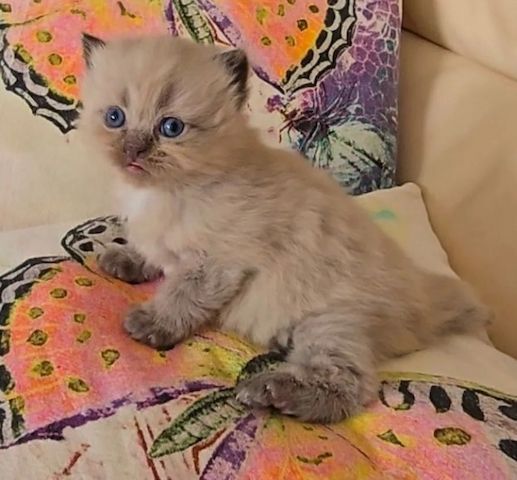 Munchkin-Kätzchen