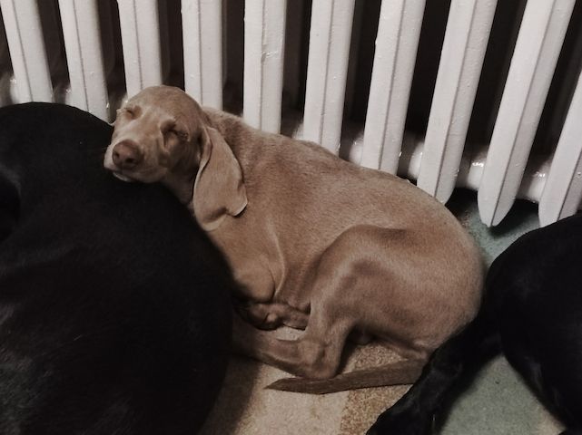 Weimaraner Mischlingswelpen zu verkaufen