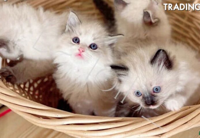 Wunderschöne reinrassige Ragdoll-Kätzchen abzugeben❗️