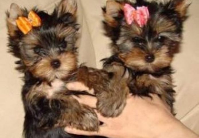 Wunderschöne reinrassige Yorkie-Welpen