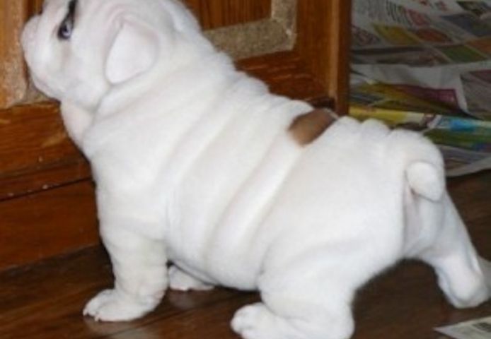 Prachtvolle Englische Bulldoggen