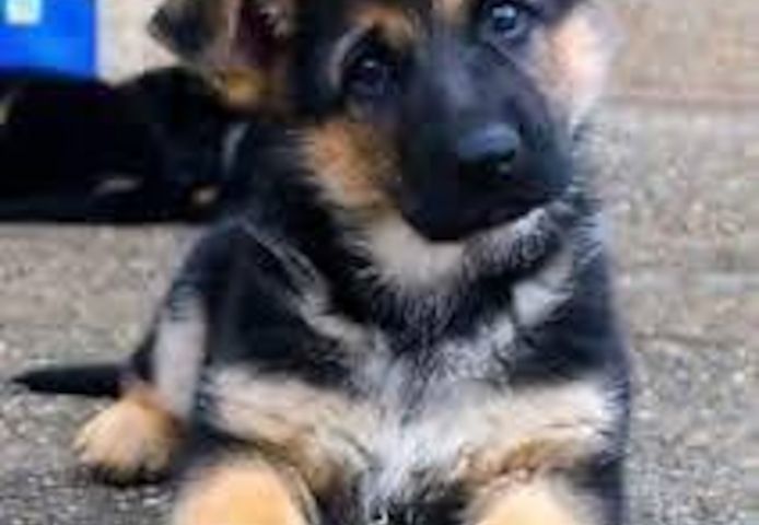Deutsche Schäferhund-Welpen. WhatsApp: +44 7469 456352