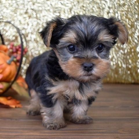 Yorkie-Welpen. WhatsApp: +44 7469 456352