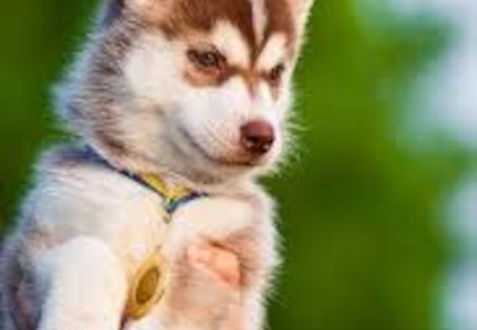 Siberian-Husky-Welpen abzugeben