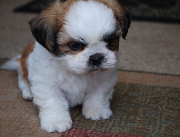 Shih-Tzu-Welpen. WhatsApp: +44 7469 456352
