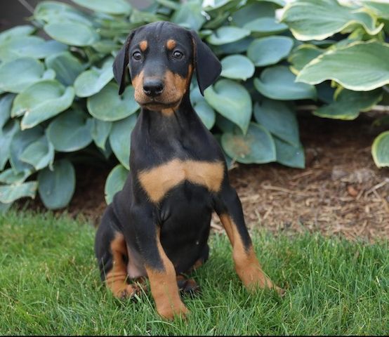 Dobermann-Welpen. WhatsApp: +44 7469 456352