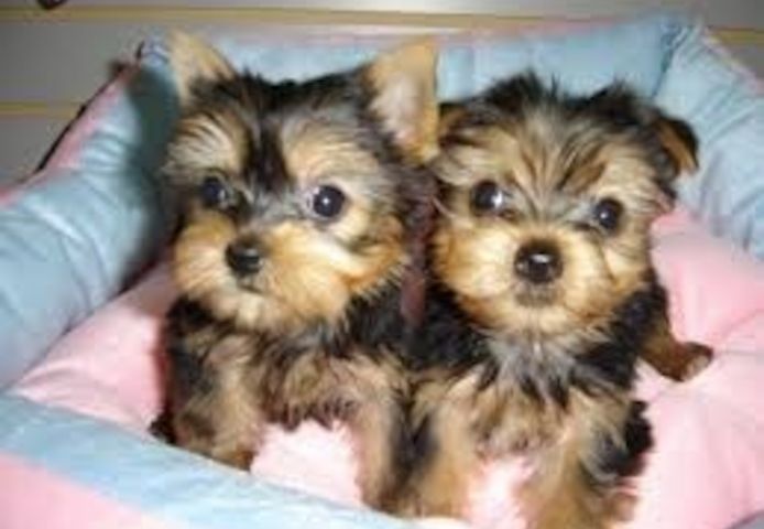 Winzige Yorkie-Welpen (Männchen und Weibchen) – „Teacup“-Yorkies