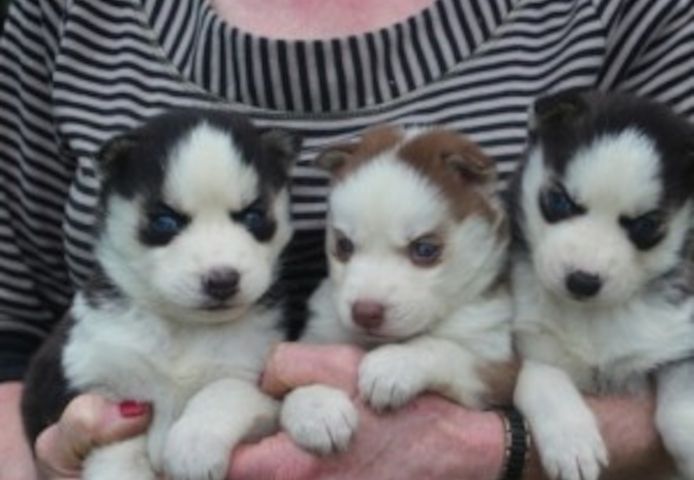 Registrierte Siberian-Husky-Welpen mit blauen Augen suchen ein neues Zuhause.