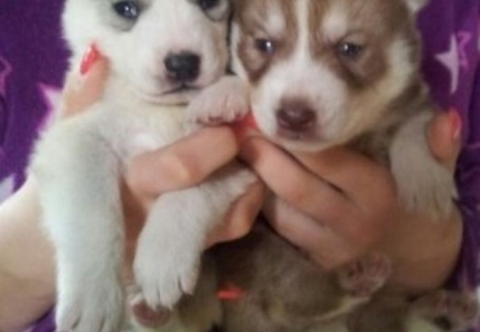 Sibirische Husky-Welpen (männlich und weiblich)
