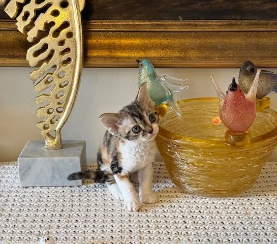 Devon-Rex-Kätzchen