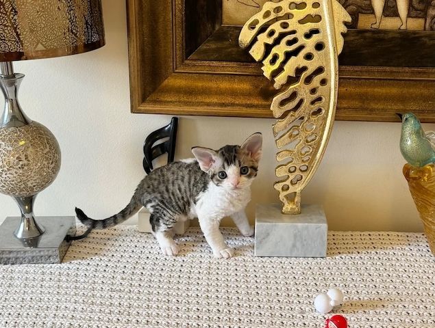 Devon-Rex-Kätzchen
