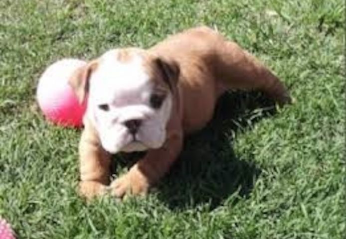 Englische Bulldoggen-Welpen abzugeben