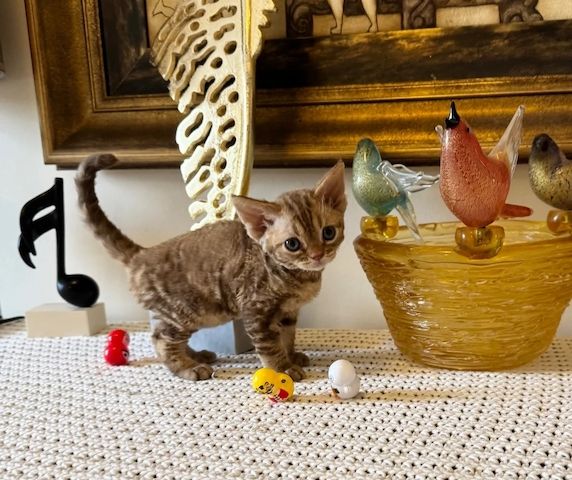 Devon-Rex-Kätzchen