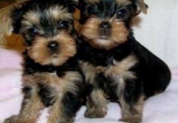Yorkie-Welpen