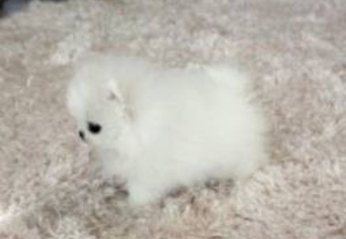 Weiße Teacup-Pomeranian-Welpen