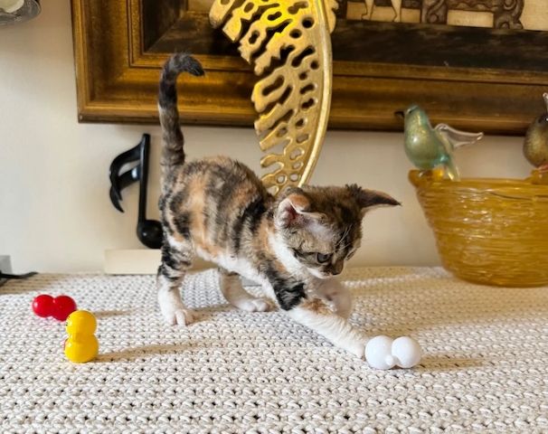 Devon-Rex-Kätzchen zu verkaufen.