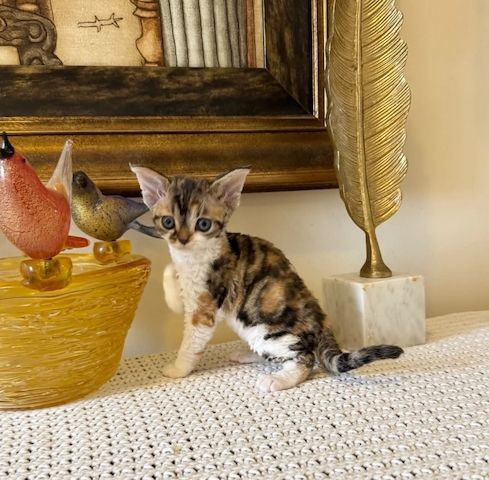 Devon-Rex-Kätzchen