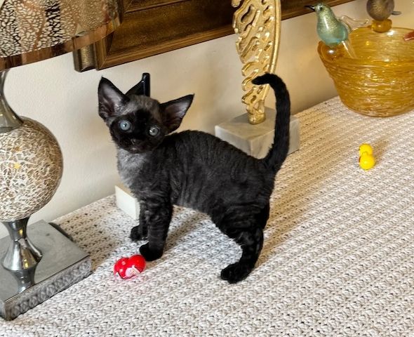Devon-Rex-Kätzchen suchen ein liebevolles Zuhause für immer.