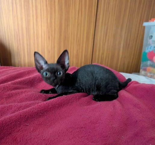 Devon-Rex-Kätzchen